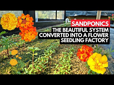 Beautiful (Unconventional) Sandponics System Converted into a Flower Seedling Factory