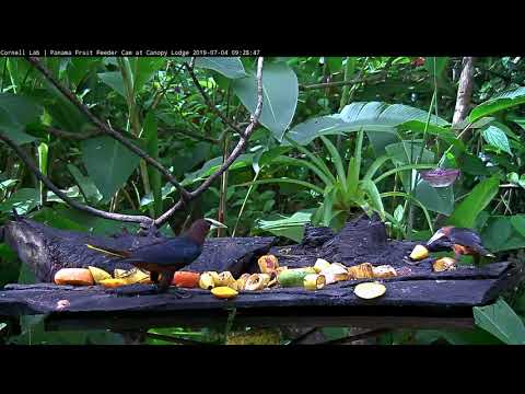 Two Chestnut-headed Oropendolas Share A Fruit Buffet – July 4, 2019