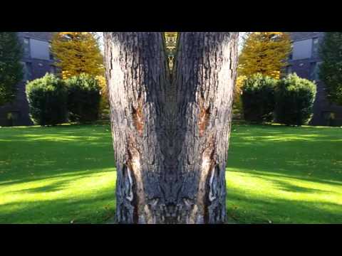 La Vem Mestre Irineu.St.Geertrui Belgie