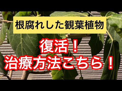 アネモネ
