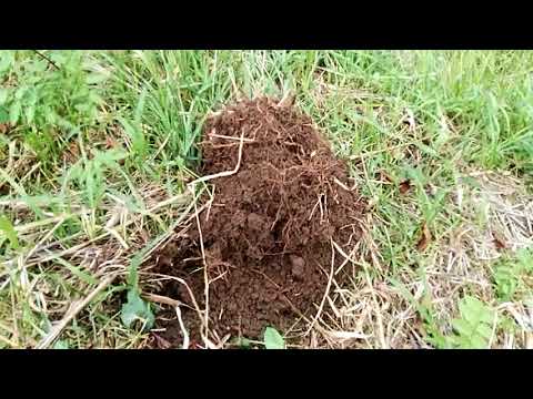 Sondeln Metalldetekting, Suche am Rand einer alten Strasse.