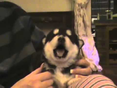 Funny puppy cute husky - смешной щенок хаски 