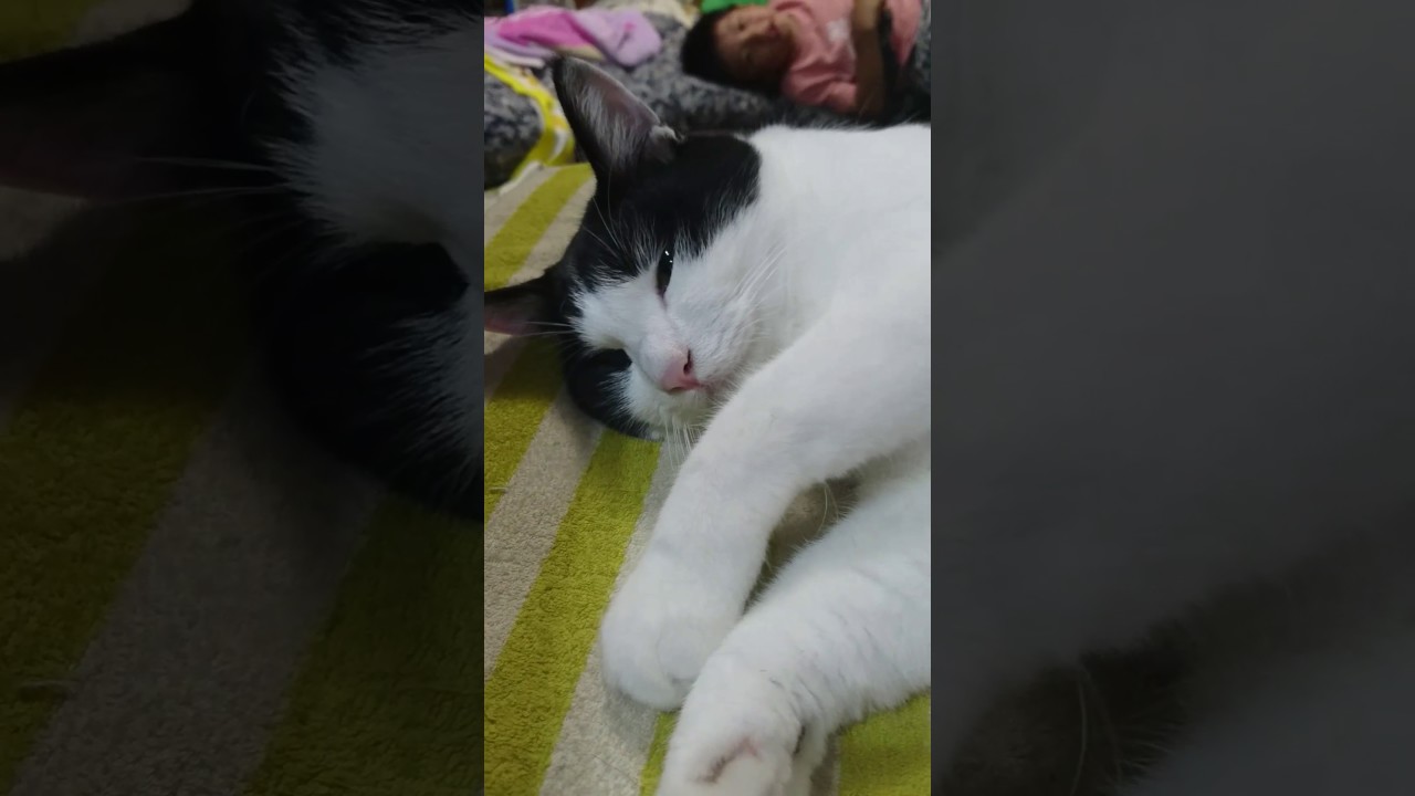 がっくんとメイちゃん