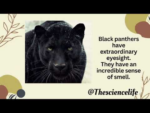 Big Cats 4K | Big Cats In Wild Nature | Four Big Cats