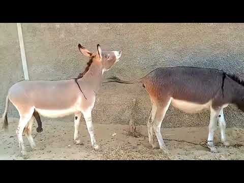480px x 360px - âž¤ Buffalo And Donkey Meeting â¤ï¸ Video.Kingxxx.Pro