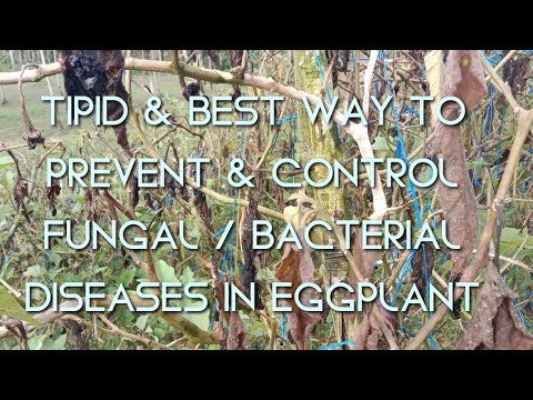 , title : 'BEST WAY TO PREVENT & CONTROL (FUNGUS / BACTERIA) FUNGAL & BACTERIAL DISEASES SA TALONG / EGGPLANT'