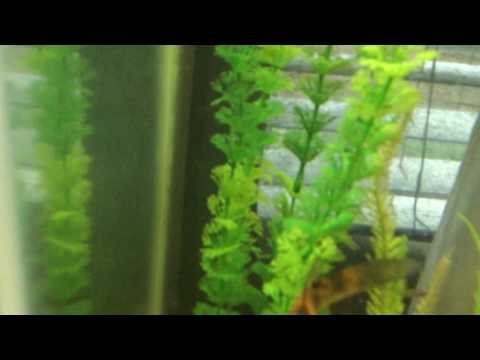 My fish died R.I.P :,,(