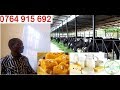 UFUGAJI NG OMBE WA MAZIWA MAZIWA BORA MAZIWA KWA AFYA NG OMBE WA MAZIWA