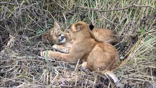 preview picture of video 'Lion Walk, National Reserve Fathala, Senegal'