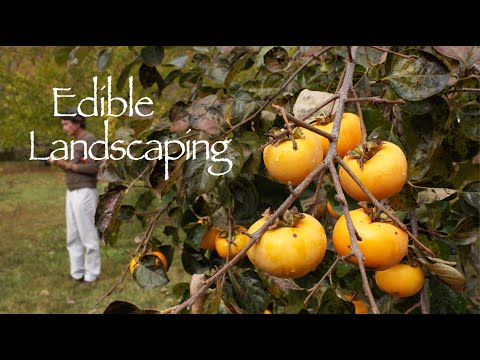 Persimmon Harvest Fall 2022