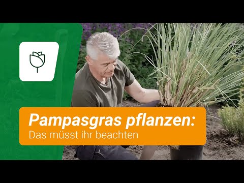 Pampasgras pflanzen: Das müsst ihr beachten