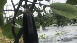 農業やってるけど質問ある？