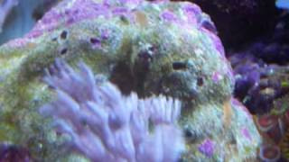 Sprung Monkey - Dead