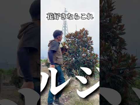 冬のガーデニング：12月に植える低木はどれですか？今あなたの庭に加えるべきトップ5の種  庭園