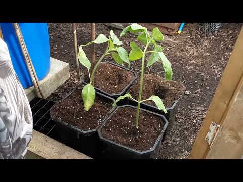 #sunflowerhigh22 🌻 Potting Them Up 🌻 @WILLITGROW  🌻 Recycling Wheelbarrows For Free