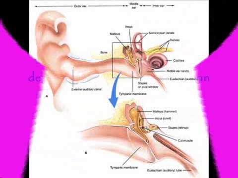 Automatic Gain Control-D11