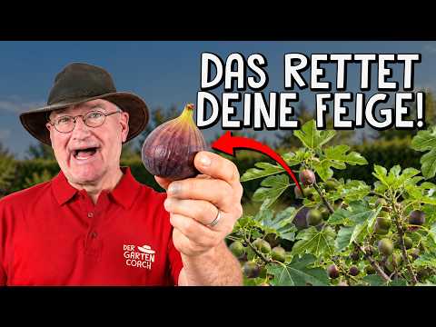 Feigen optimal pflegen: Expertenrat vom Züchter