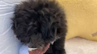 ハーフ犬の動画01