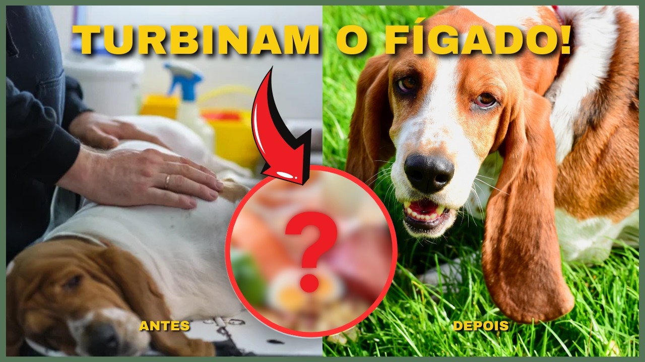 USE ESSES ALIMENTOS TODOS OS DIAS! O que é Bom dar para Cachorro e Gato com Problema no Fígado?