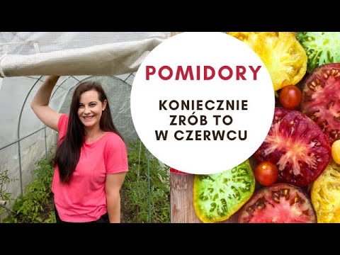 Tomato care in June. Everything you absolutely must do in June.