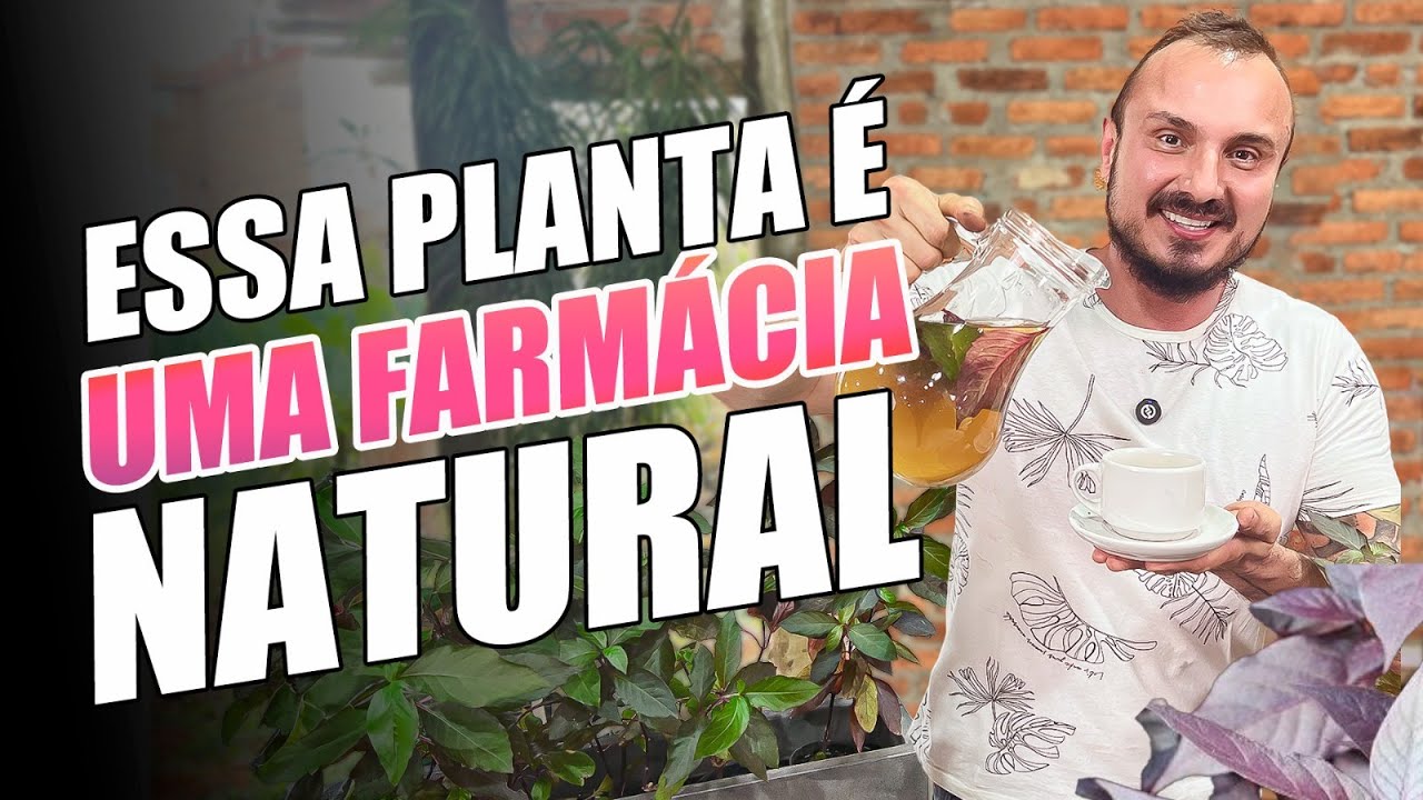 Essa PLANTA é uma FARMÁCIA completa | Penicilina | Terramicina | Doril