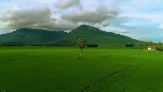 Download lagu 14 background video pemandangan sawah || No copyright mp3