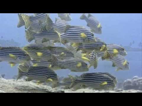 Maldives video