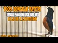 PANCINGAN MURAI BATU GACOR BONGKAR MATERI PANJANG AMPUH BUAT MERANGSANG EMOSI LAWAN
