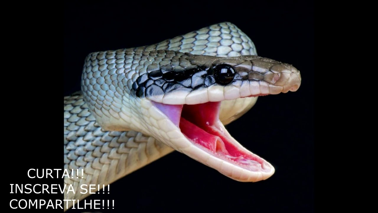 REZA BRAVA LIVRE SE DOS INIMIGOS AGORA!!!