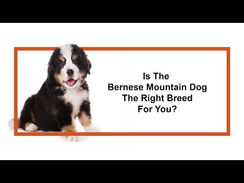 Bernese Mountain Dog Breed Video