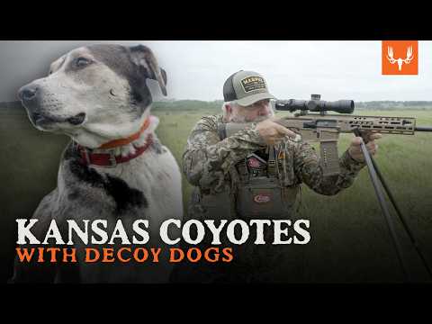 Coyote Hunting with Decoy Dogs | With Brent Reaves