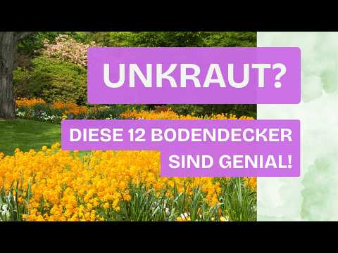 The 12 native ground covers that can save your garden!