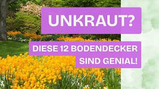 Die 12 heimische Bodendecker die deinen Garten retten können!