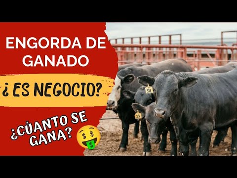 ¿ENGORDAR GANADO ES NEGOCIO? ¡TE LO DIGO TODO!