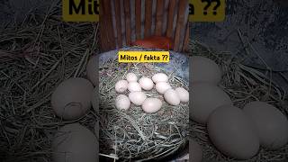 Download lagu MITOS / FAKTA TELUR PERTAMA AYAM DARA TIDAK MENETAS mp3