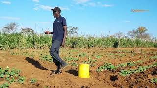 Download lagu Ndine Ten Wives, 85- Kidz  🙊🙊This - Mupositori making USD$2000 per day💰💰💰 mp3