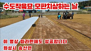 수도작 육묘 파종 후 6일차 모판 치상하는 날입니다 화성시 송산에서 그 방법을 공개합니다