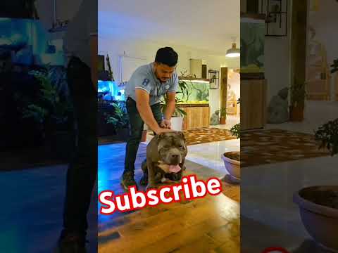 top 10 dangerous dogs#Pitbull in big size#shorts#Neelam Kukreja