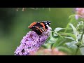 Scotland Nature Avi Rimmer