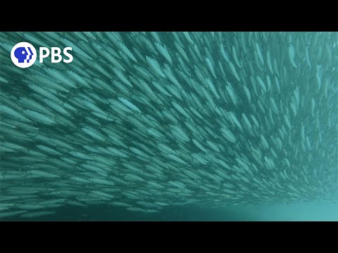 The Largest Mass Migration on the Planet