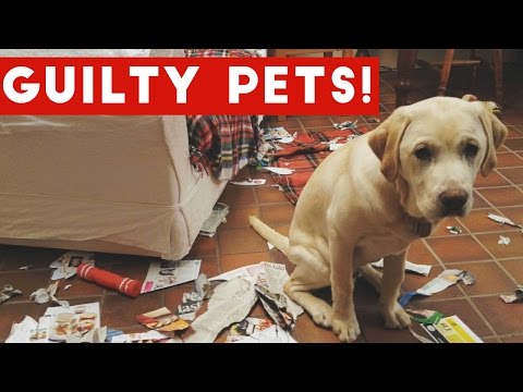 Funniest Guilty Pet Videos Weekly Compilation 2017 | Funny Pet Videos