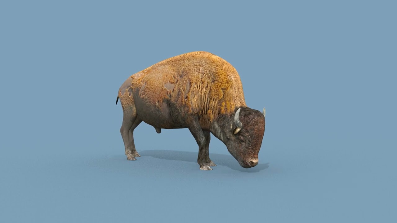 Pro Bison 8K - 3d animated 3D Model