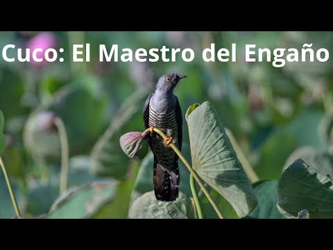 El cuco,un pájaro parasitario