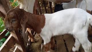 Download lagu Cempe hasil silang kambing kacang dengan kambing pe mp3
