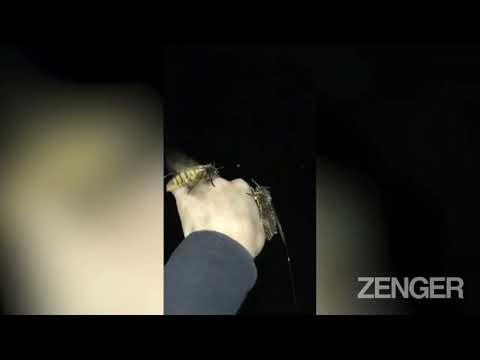 Insects 'use sophisticated navigation systems for long-distance migration