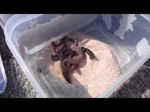 Смесь для приготовления насадок Marukyu, 0499 Nagezuri Powder, 15 гр х 6 шт.