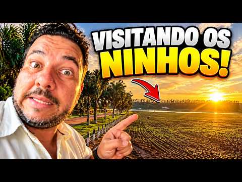 Onde estamos? l visitamos os ninhos l Panamá GO