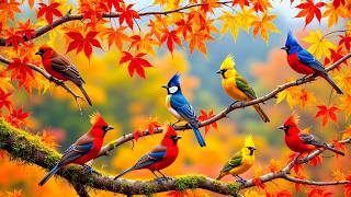 🌿 Relaxing Piano & Birdsongs | Calm Autumn Forest for Focus, Study & Relaxation
