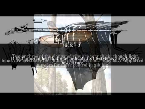 Mecistotrachelos Top # 7 Facts