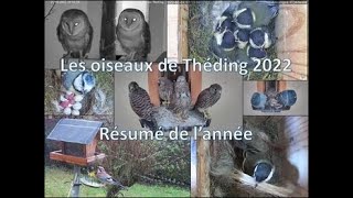 Zusammenfassung der Birds of Théding-Saison 2022